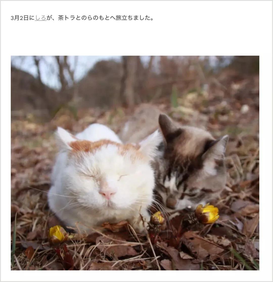 “泪奔！再见了，猫叔，谢谢你曾经来过……”