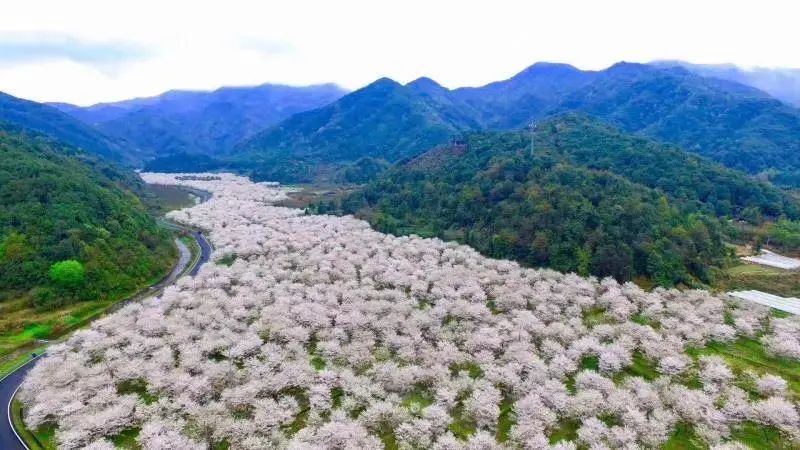 赠送中餐上虞覆卮山油菜花梯田樱花谷赏樱花一日游