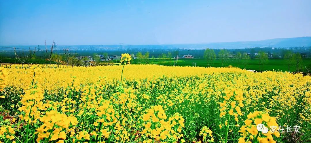 杨庄看油菜花位置很重要多数游客未找到花田种植的地方