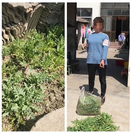 蔡集镇多少人口_蔡集镇中心小学图片