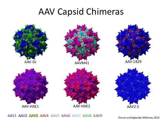 aav5是一种腺相关病毒(adeno-associated virus aav,由于其相对较低