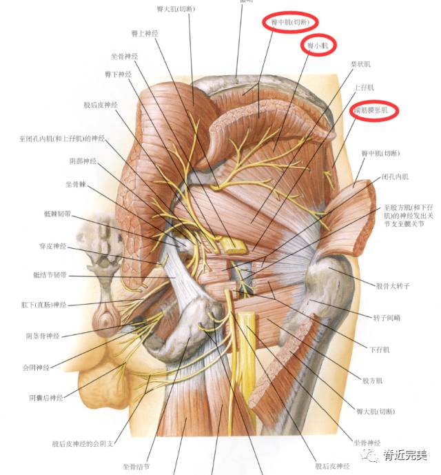 干货分享下肢肌肉的神经支配看完你就会
