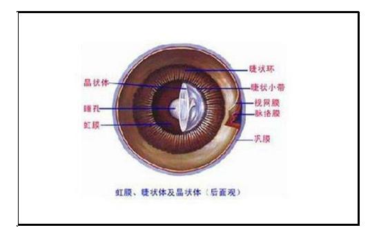 虹膜炎症状可致视力下降?五招防止虹膜炎症状出现