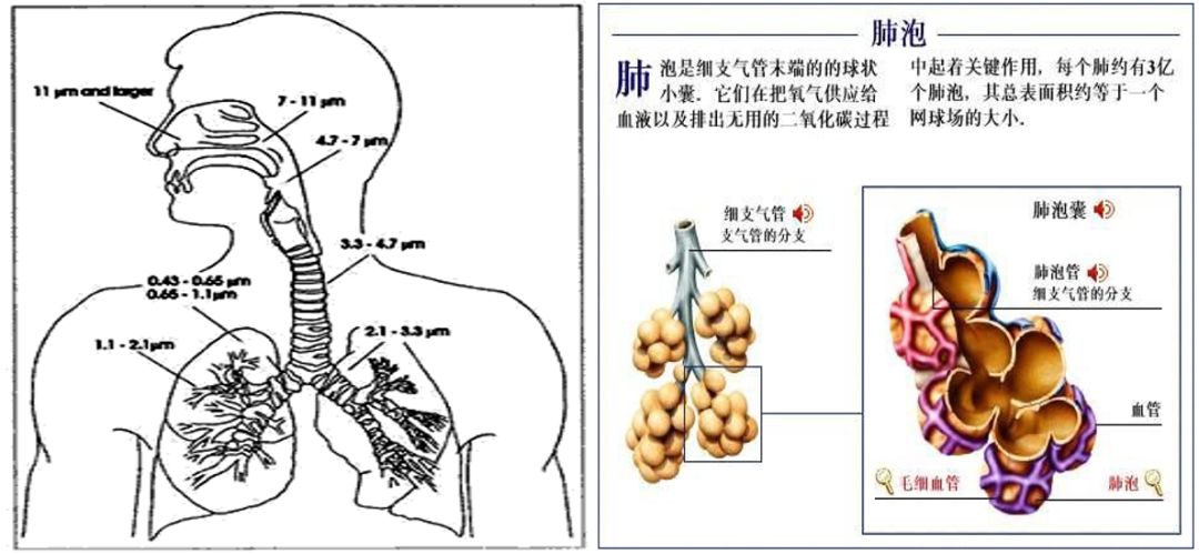 人肺泡的解剖示意图及颗粒物可到达的部位