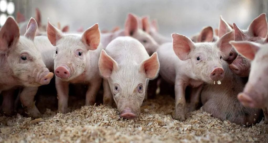 2月份全国生猪生产形势继续向好