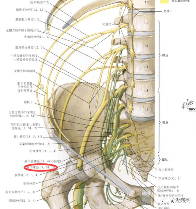 干货分享下肢肌肉的神经支配看完你就会