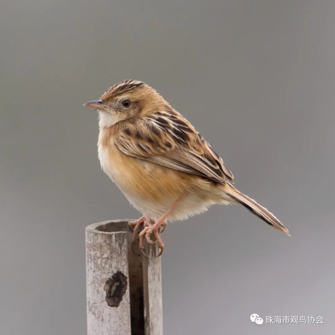 棕扇尾莺zōng shàn wěi yīng11cm小白腰雨燕xiǎo bái yāo yǔ