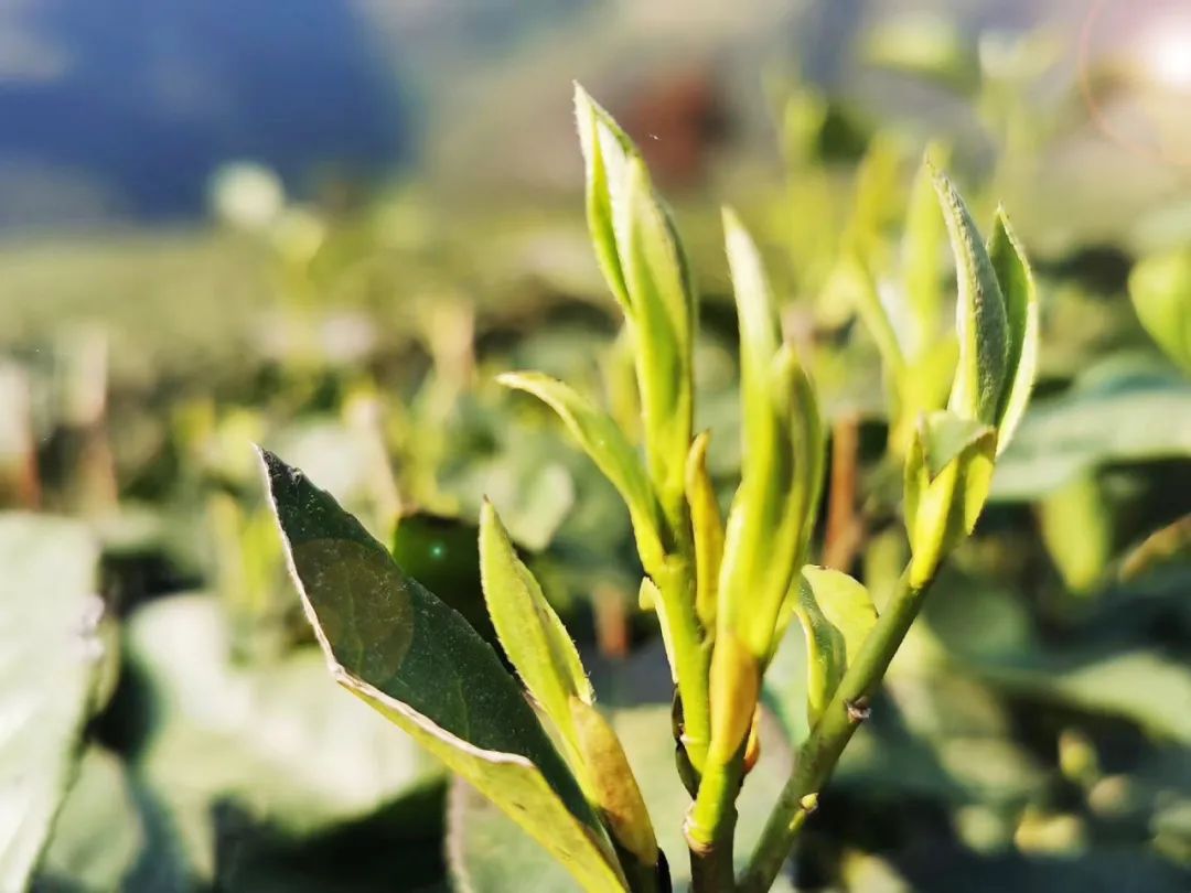 春茶吐芽,万亩茶山采茶忙!