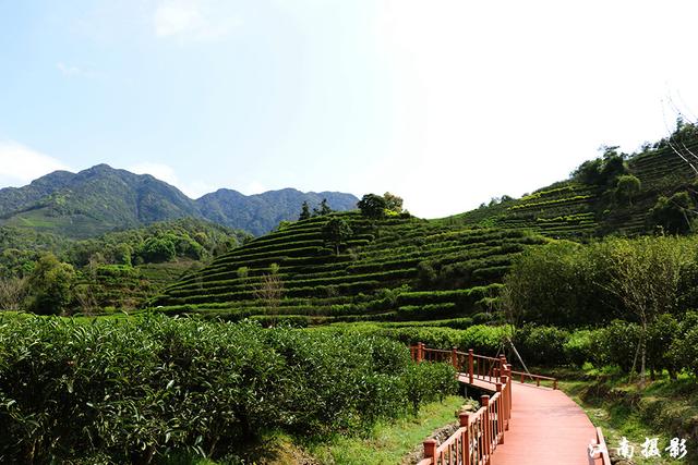 凤凰镇这条新修樱花栈道,穿越茶园,风景迷人_茶叶