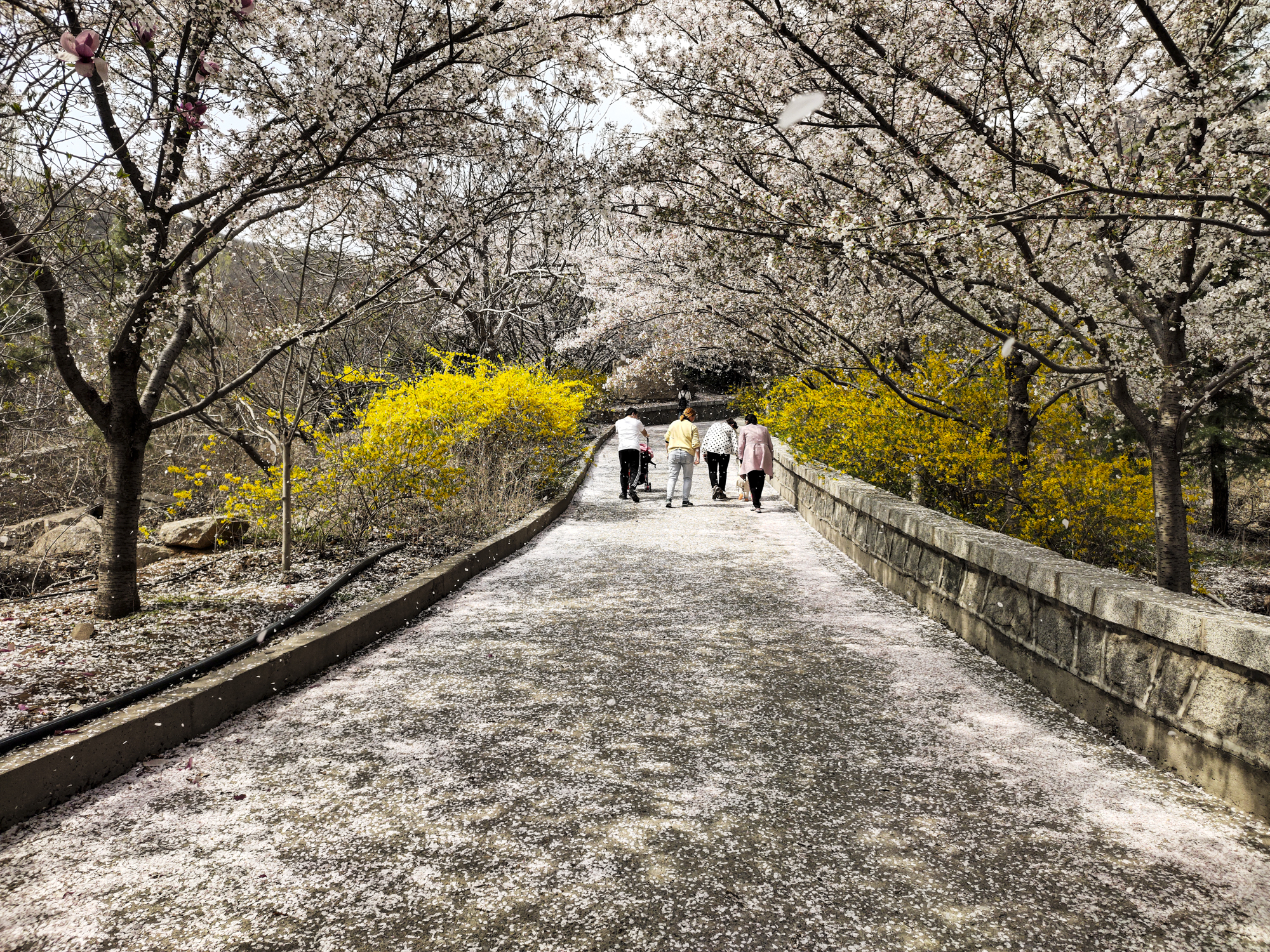 原创山东相册滨州市邹平樱花山风景区万株樱花漫山遍野令人惊艳