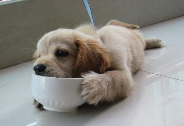 自己怎么做狗狗鸡肉干 1d1a6581e5f0406c9fa68b235c0ffcd5.jpeg