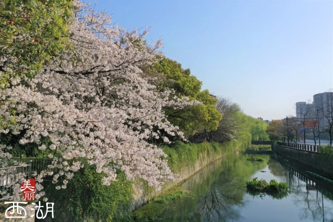 西湖区200多个垂钓点等你来钓鱼哦