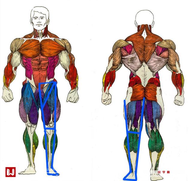 腿部肌肉穿插示意图