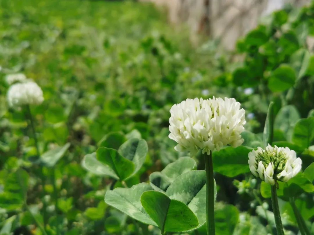 2020年陕西省中专学_陕西专升本2018-2020年小学教育(文)专业分析