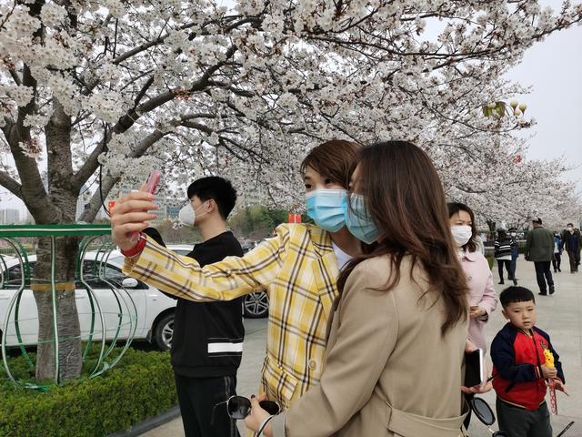 我和潍坊人民广场樱花有