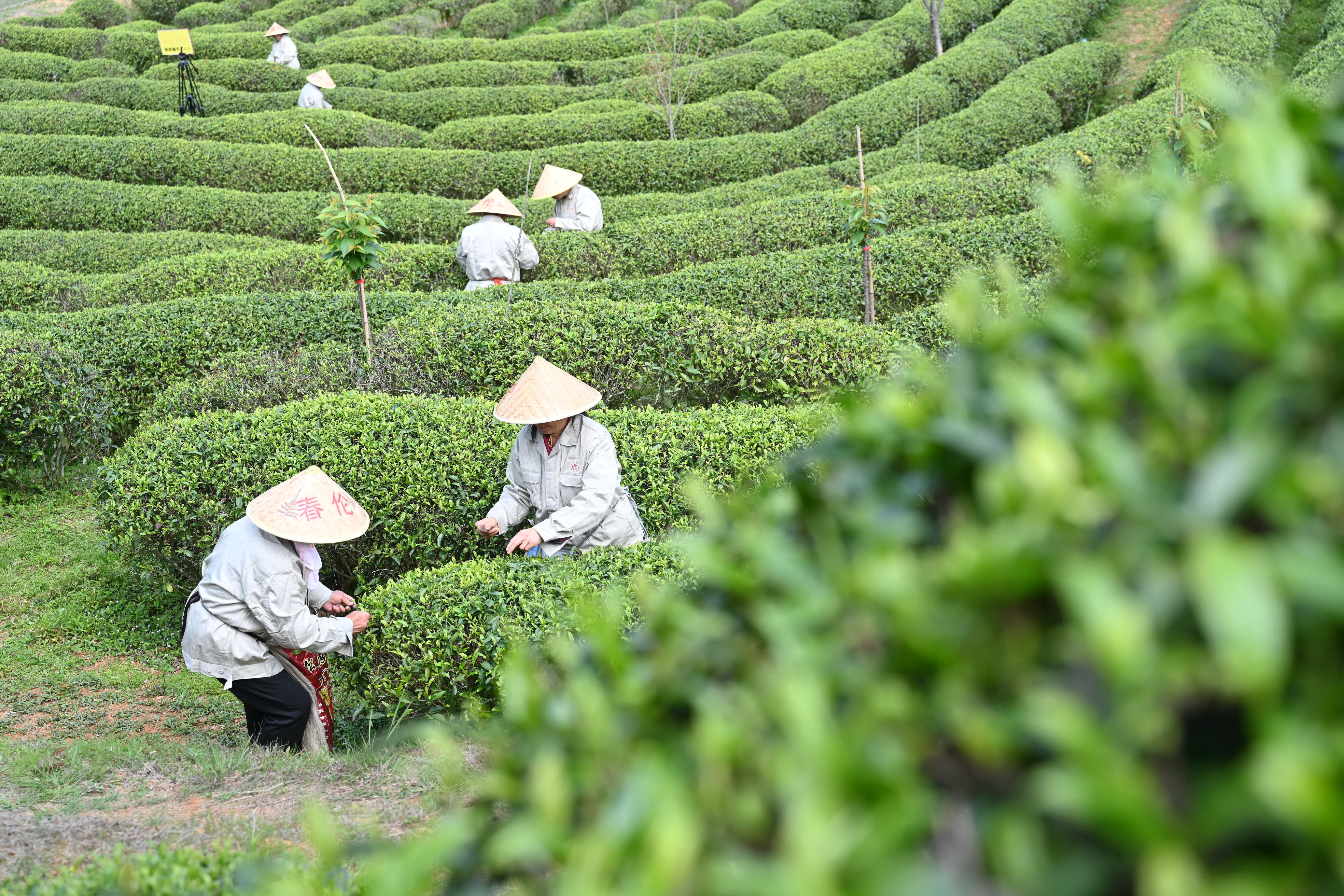 3月25日,茶农在福州春茶节上采摘春茶.