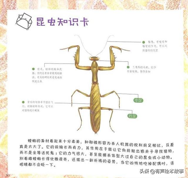 法布尔昆虫记科普绘本的剪手螳螂