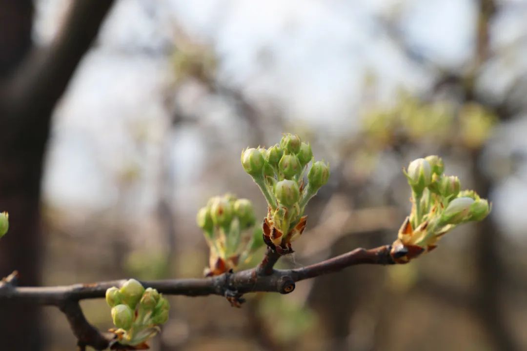 花骨朵进入"疏花保果"期2019年4月4日-4月6日 梨园进入盛花期梨花会