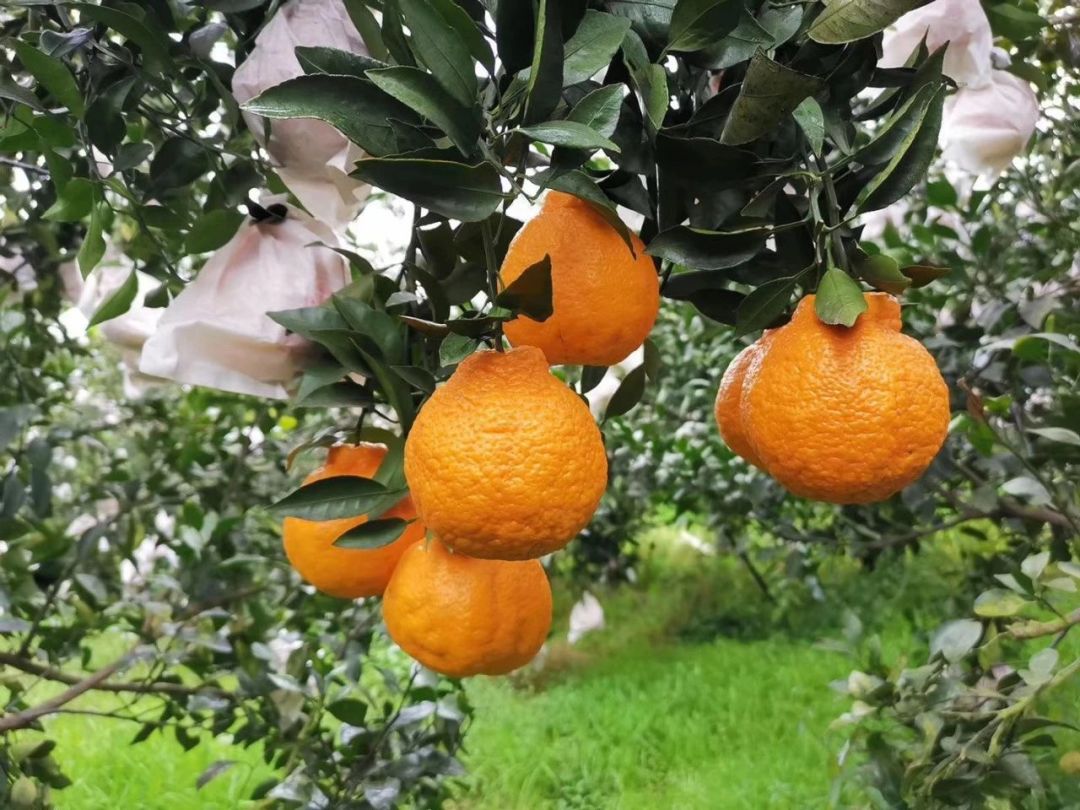 蒲江丑柑强势来袭带您探秘这一晚熟柑橘界的大咖