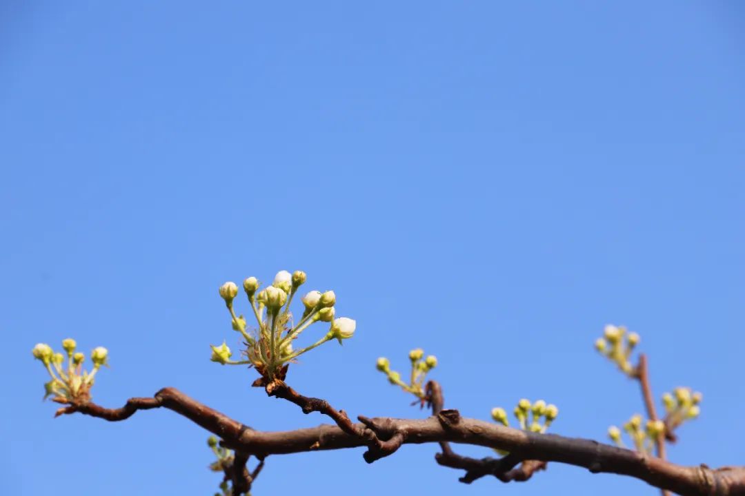 花骨朵进入"疏花保果"期2019年4月4日-4月6日 梨园进入盛花期梨花会