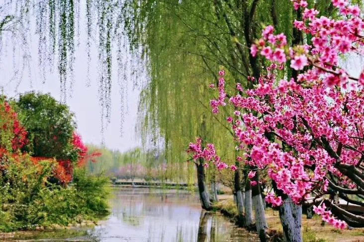 花有约 春有信 丨春色满城的西安 花海盛放的浐灞