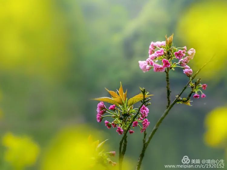 萍乡常住人口每年_萍乡话人口