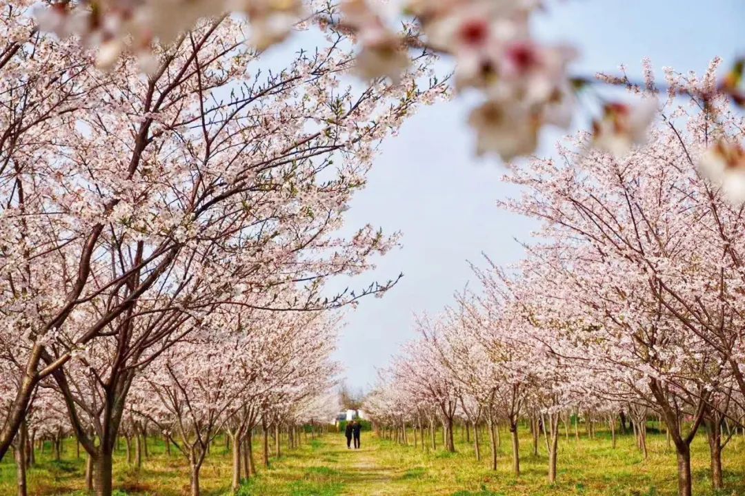 百里钱塘樱花林占地约370亩,共种植有6000余株早樱和晚樱.