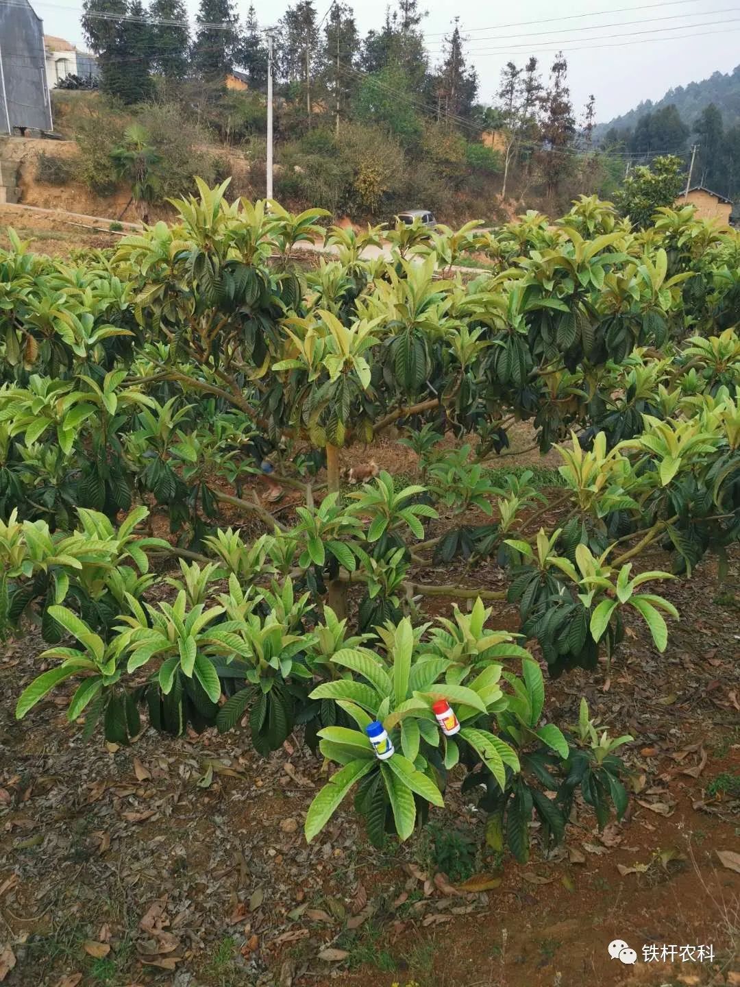 枇杷树长势转好,绿色之路天时,促进花芽分化,提高作物抗逆性.