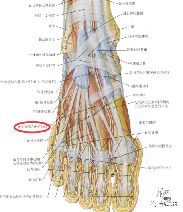 【干货分享】下肢肌肉的神经支配,看完你就会!_解剖