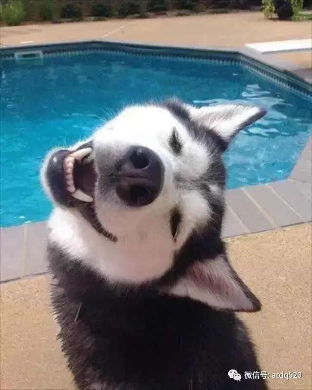 狗狗的笑容充满了魔力,能够横扫一切负能量!