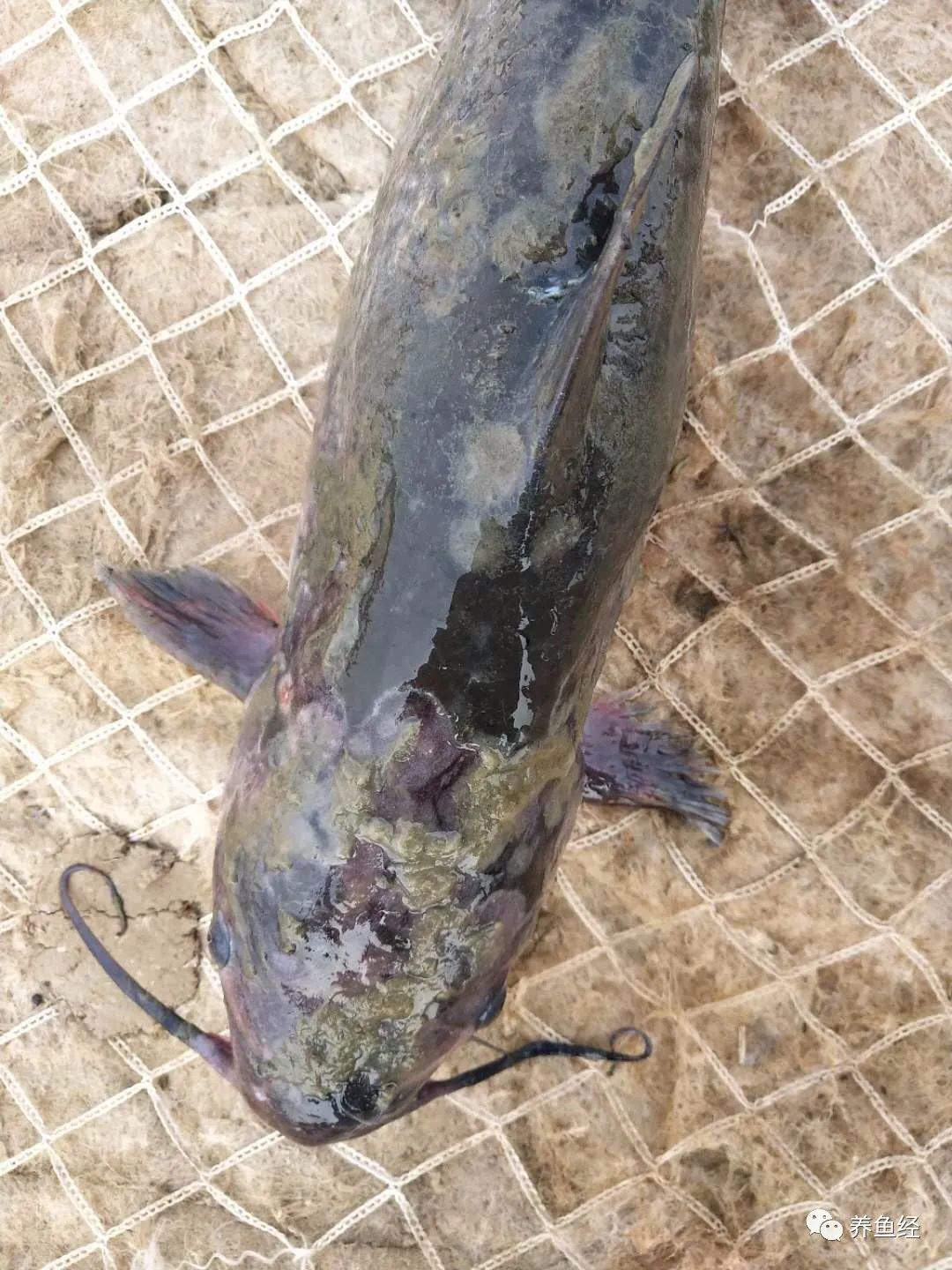 北戴河站在鲆鲽类“出血病”研究方面取得重要突破-北戴河中心实验站