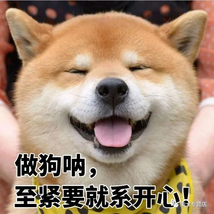 柴犬萌贱表情包,主人你的脑洞也太大了吧?