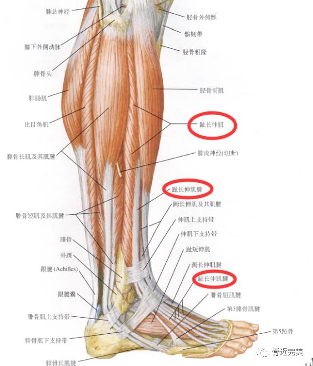 箭头所指处:肌腱能被触到或者是看见.解剖走行:17.