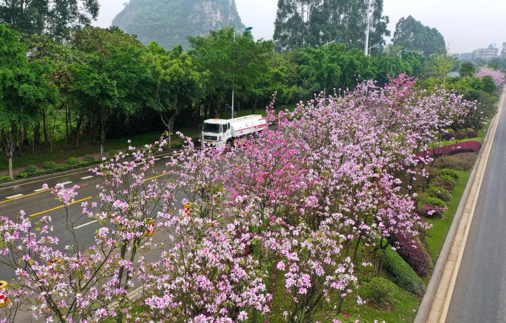 3月24日,广西柳州市水南路上的洋紫荆花盛开.