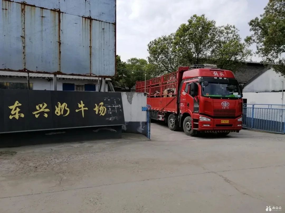 这个结对帮扶项目,由东兴奶牛场提供奶牛交给下锦村股份经济合作社