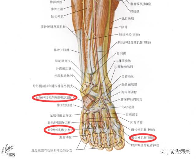 腓骨长短肌(腓浅神经;l5,s1)