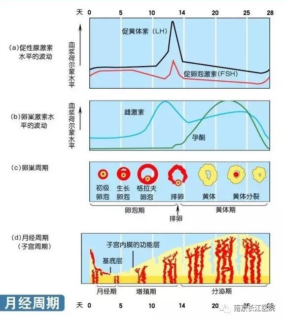 性激素检查的关键时间点