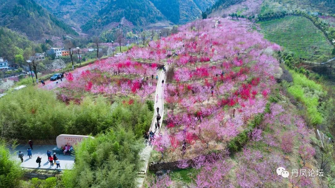 春到竹林关三月桃花开