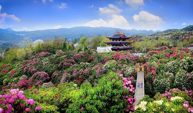 百里杜鹃花海