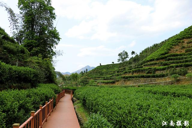 凤凰镇这条新修樱花栈道,穿越茶园,风景迷人_茶叶