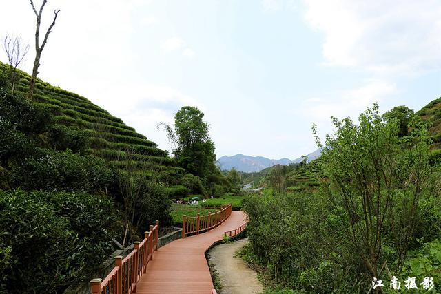 凤凰镇这条新修樱花栈道,穿越茶园,风景迷人_茶叶