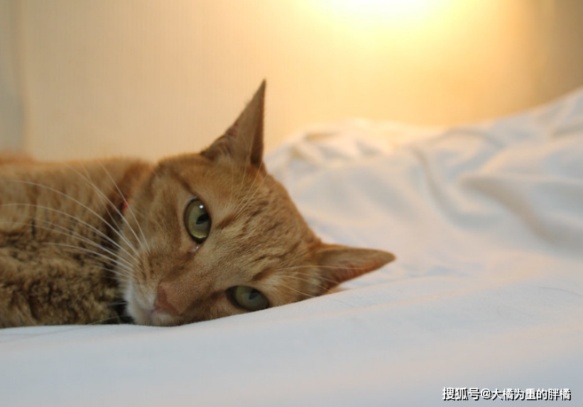 各个年龄的小猫 754f88a089e040c2a6018479323e251d.png