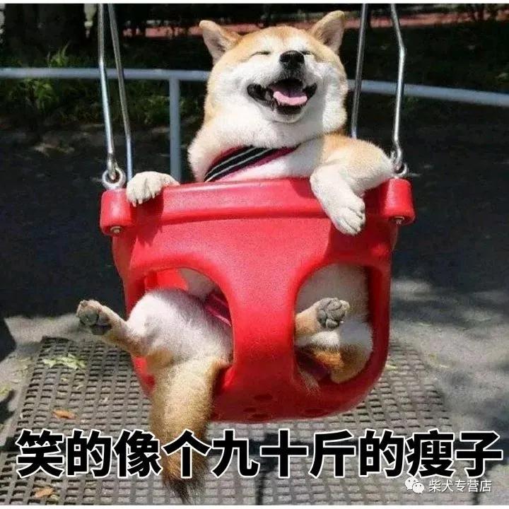 柴犬萌贱表情包,主人你的脑洞也太大了吧?