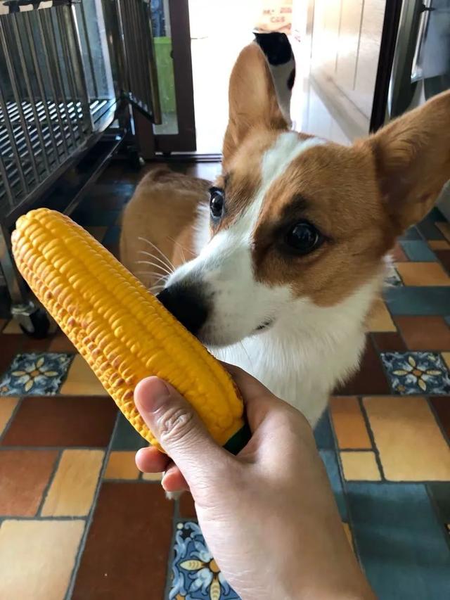 吸猫上瘾真实视频 82e10081ad10443db35ac5a37778ac1d.jpeg