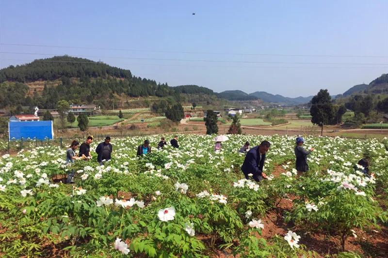 阳春三月,盐亭县高渠镇石门村汤家坝1000亩油牡丹竞相开放,绚丽多姿的