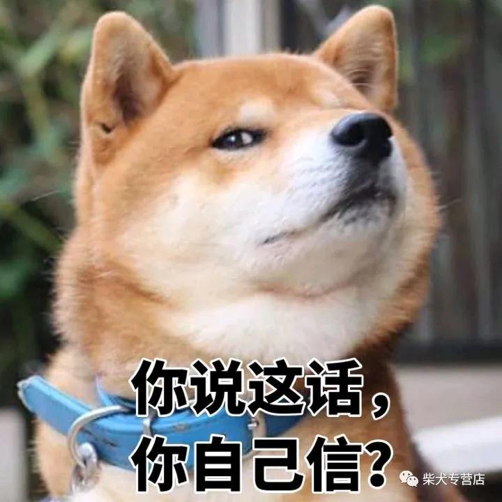 柴犬萌贱表情包,主人你的脑洞也太大了吧?