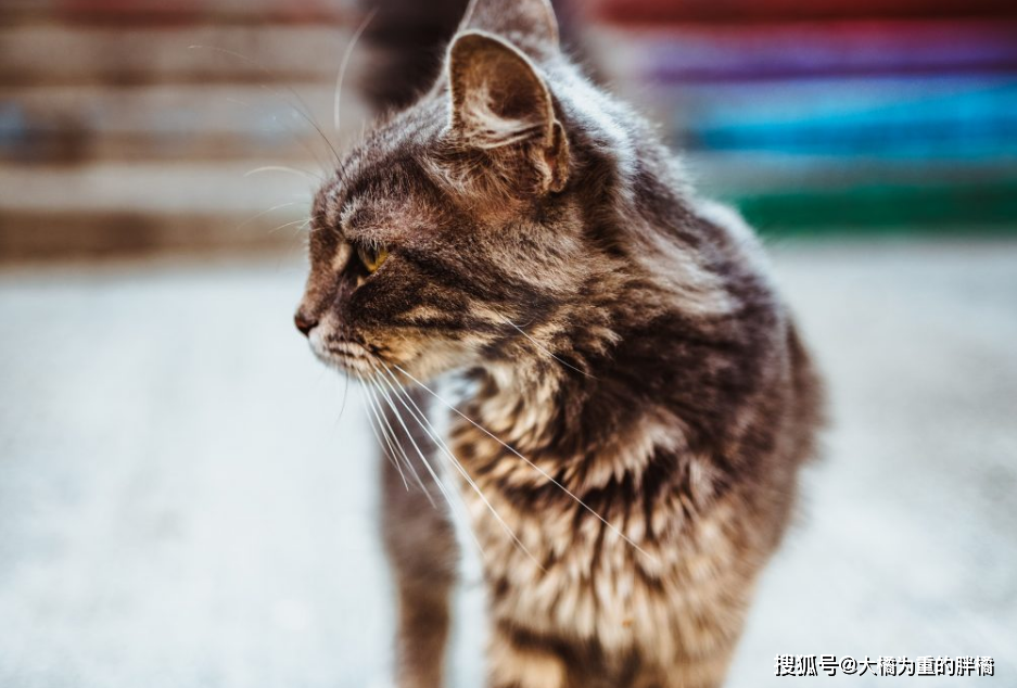 猫咪 呕吐 不是小事 急性呕吐最麻烦 咱找出了12个触发原因 寄生虫