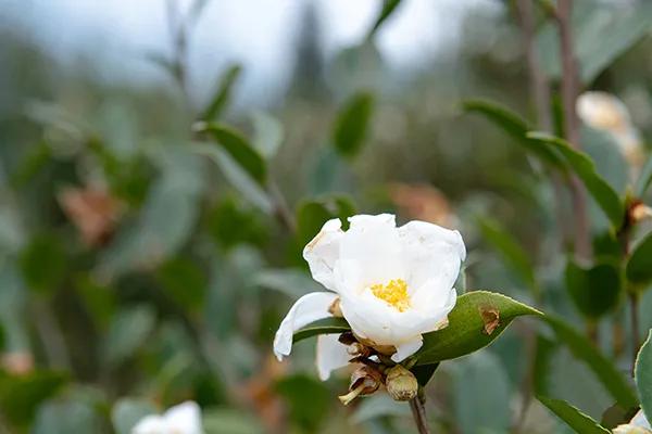 春季吃山茶油养生效果加倍