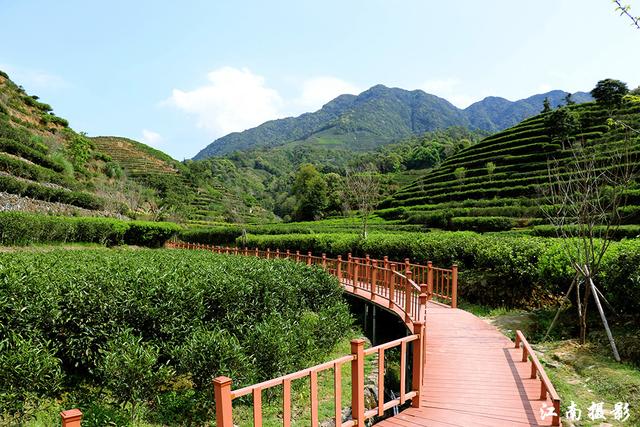 凤凰镇这条新修樱花栈道,穿越茶园,风景迷人_茶叶