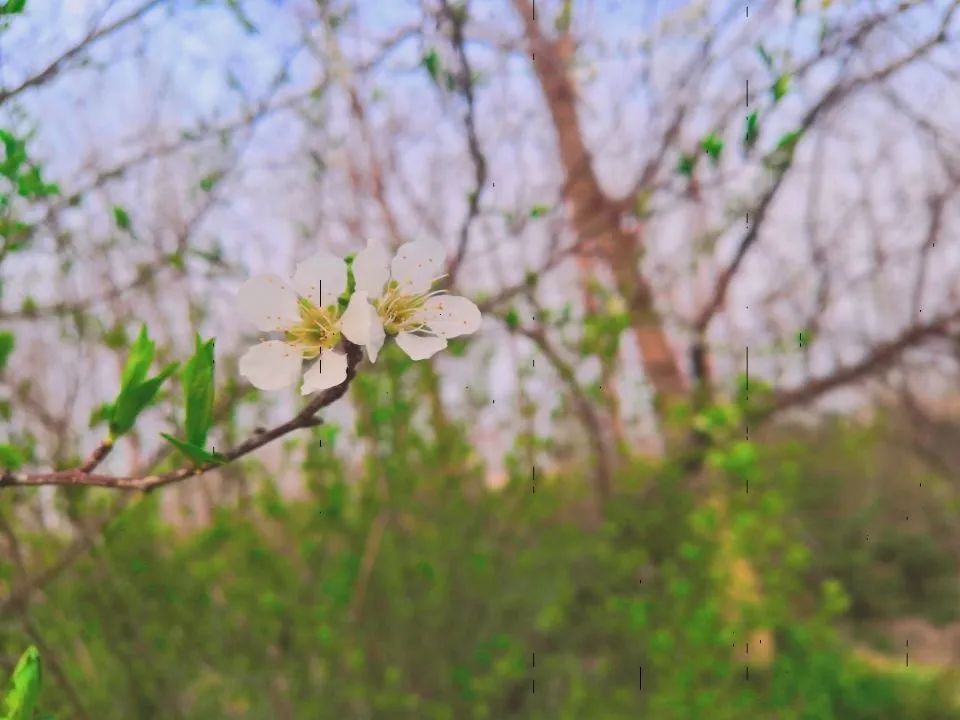 文学风采 | 邂逅初春